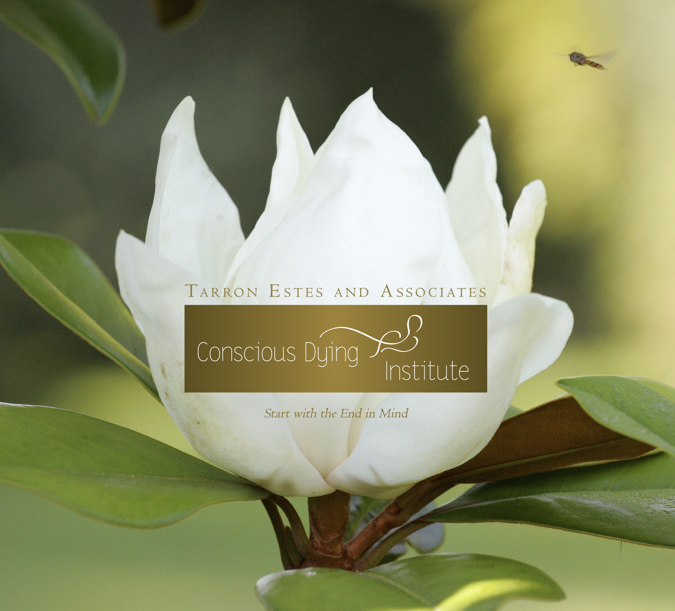 Featured image for “Conscious Dying Institute”